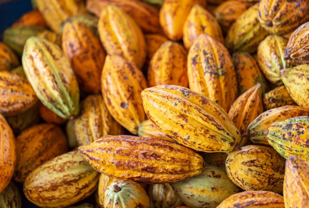 Cacao Perú