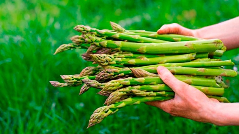 El cultivo de espárragos en el Perú