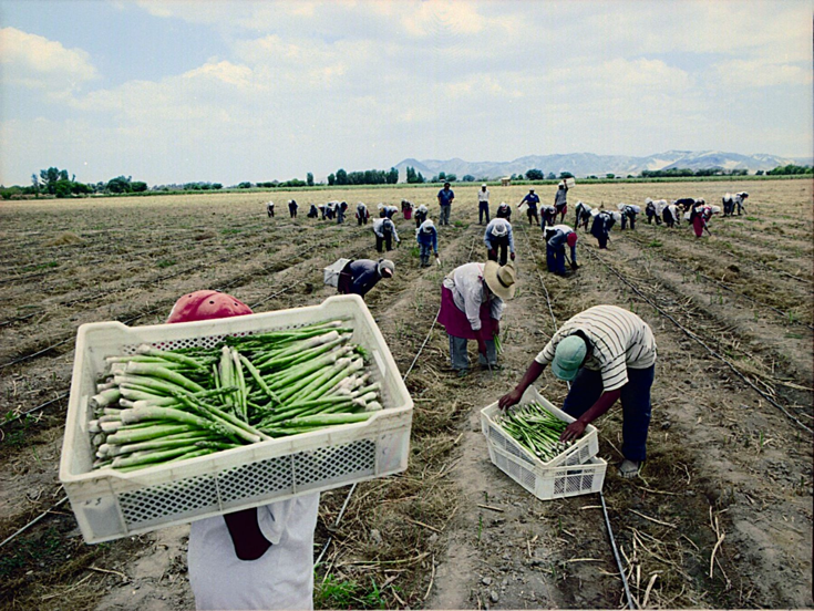 El cultivo del esparrago y su producción