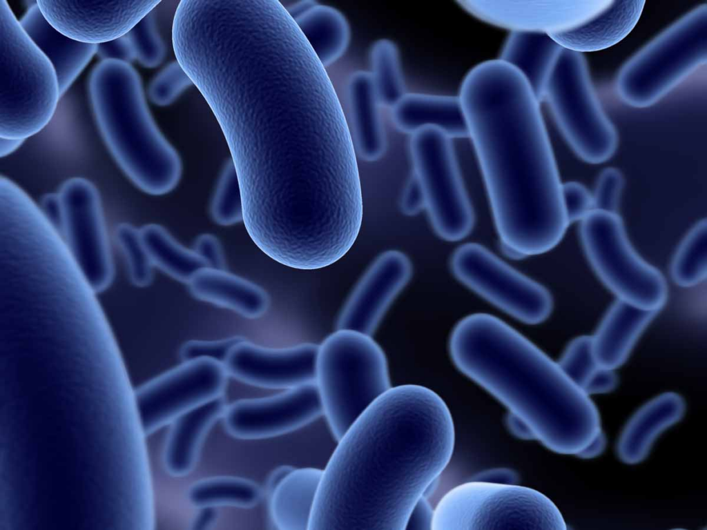 Microorganismos para la agricultura : Bacillus amyloliquefacius