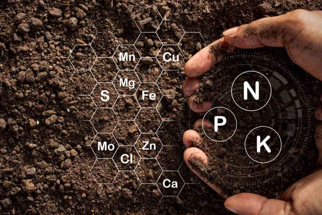 La importancia del Nitrogeno y El Potasio