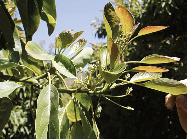 Bioestimulación en el Cultivo del Palto