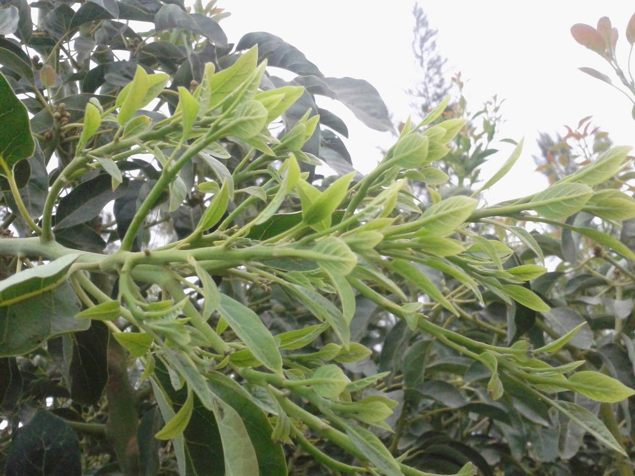 La imagen tiene un atributo ALT vacío; su nombre de archivo es 2-https://https://https://https://https://https://https://https://https://https://agroclub.pe/wp-content/uploads/2024/12/arandanos-Cristian-Salinas-2.webp.pe/wp-content/uploads/2024/10/MG_9228-min-1024x628-1-1.webp.pe/wp-content/uploads/2024/12/Imagen-de-WhatsApp-2024-09-04-a-las-14.29.11_924aac76-1.webp.pe/wp-content/uploads/2024/10/WhatsApp-Image-2023-08-30-at-7.20.05-PM-1-2.jpeg.pe/wp-content/uploads/2024/12/arandanos-Cristian-Salinas-1.webp.pe/wp-content/uploads/2024/10/MG_9228-min-1024x628-1.webp.pe/wp-content/uploads/2024/12/Imagen-de-WhatsApp-2024-09-04-a-las-14.29.11_924aac76.webp.pe/wp-content/uploads/2024/10/WhatsApp-Image-2023-08-30-at-7.20.05-PM-1-1.jpeg.pe/wp-content/uploads/2024/12/arandanos-Cristian-Salinas.webp.pe/wp-content/uploads/2024/10/WhatsApp-Image-2023-08-30-at-7.20.05-PM-1.jpeg.png