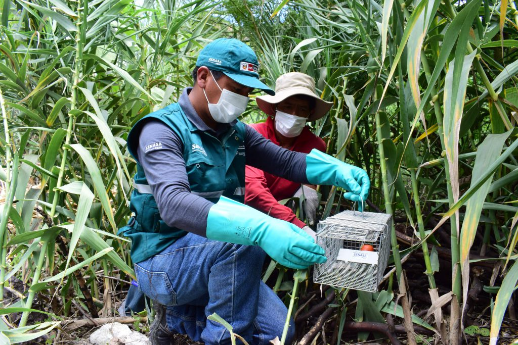 Impacto de los roedores en la caña de azúcar - Agro Club