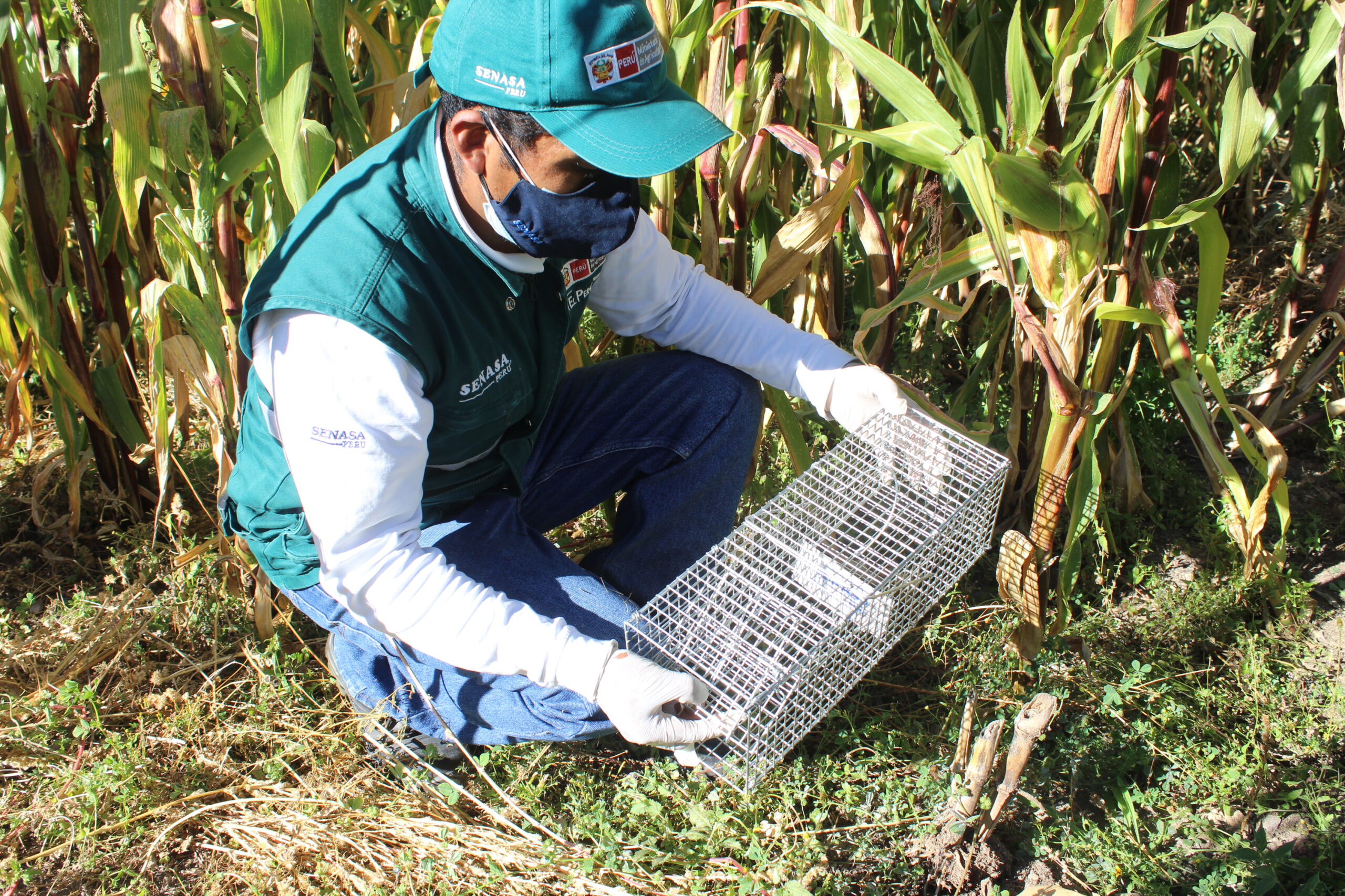 Impacto de los roedores en la caña de azúcar - Agro Club