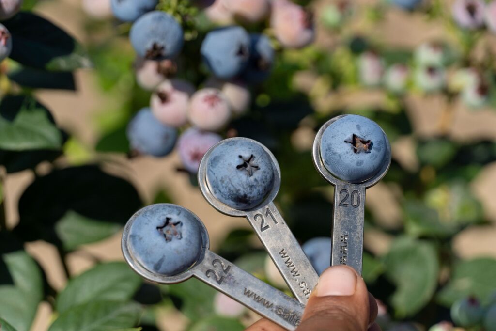 Medición de calibre en arándano tecnificado con frutos de 20, 21 y 22 mm