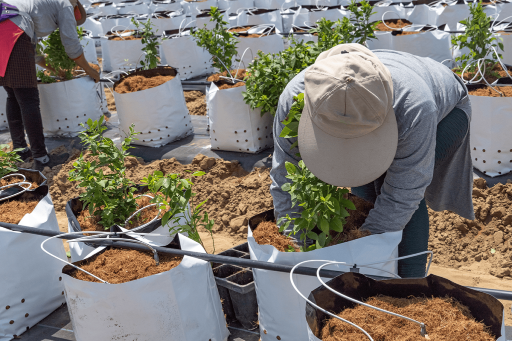 Cultivo de arándanos en bolsas con fibra de coco nacional