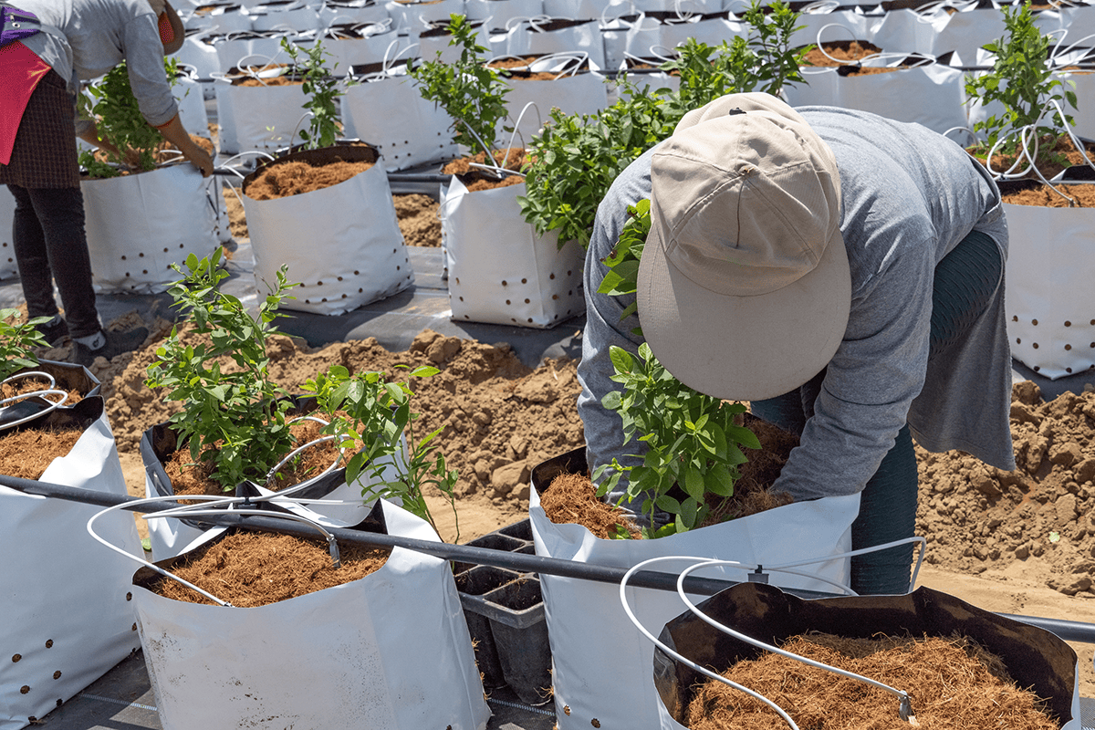 Cultivo de arándanos en bolsas con fibra de coco nacional