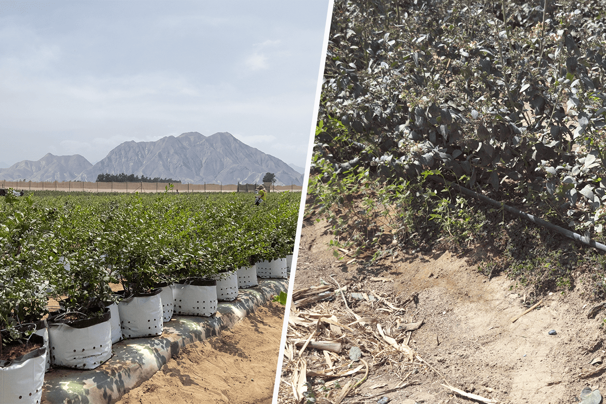 Cultivo de arándanos en suelo vs. sistema tecnificado con fibra de coco